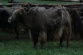 Herd of yaks in the lonely steppe, Khuvsgul, Mongolia.