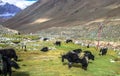 Yaks