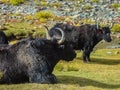 Yaks