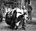 Yaks in Manali.