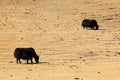 Yaks in Mongolia