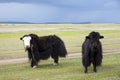 Yaks on Mongolian Steppes
