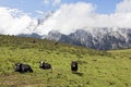 Yaks of the Mountains Royalty Free Stock Photo