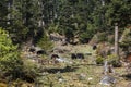 Yaks in the mountains of Haa Valley, central Bhutan