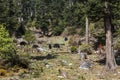 Yaks in the mountains of Haa Valley, central Bhutan