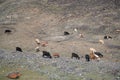 Yaks in mountains next to Pamir highway in Tajikistan Royalty Free Stock Photo