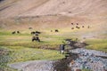 Yaks in mountains next to Pamir highway in Tajikistan Royalty Free Stock Photo