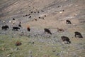 Yaks in mountains next to Pamir highway in Tajikistan Royalty Free Stock Photo