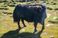 Yaks in mountains next to Pamir highway in Tajikistan Royalty Free Stock Photo