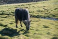 Yaks in mountains next to Pamir highway in Tajikistan Royalty Free Stock Photo