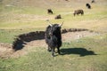 Yaks in mountains next to Pamir highway in Tajikistan