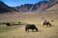 Yaks in mountains next to Pamir highway in Tajikistan