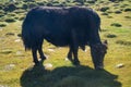 Yaks in mountains next to Pamir highway in Tajikistan