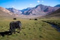 Yaks in mountains next to Pamir highway in Tajikistan Royalty Free Stock Photo