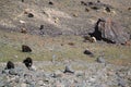 Yaks in mountains next to Pamir highway in Tajikistan Royalty Free Stock Photo