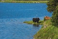 Yaks near the Lake Sils, Engadine valley, Switzerland.