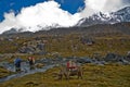 Yaks in Nepal