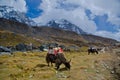 Yaks in Nepal Royalty Free Stock Photo