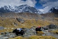 Yaks in Nepal