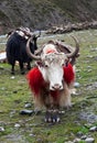 Yaks in the Nepal Himalaya Royalty Free Stock Photo