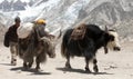 Yaks and Nepalese people near Gorak shep village