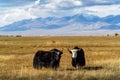 Yaks on a pasture in the autumn steppe against the backdrop of a mountain range