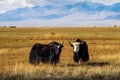 Yaks on a pasture in the autumn steppe
