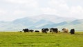 Yaks in the plateau pasture