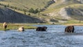 Yaks in River Mongolia