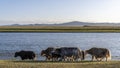 Yaks at River Mongolia