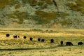 Yaks at Ruoergai Grassland, Gansu, China