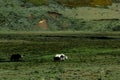 Yaks at Ruoergai Grassland, Gansu, China