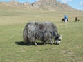 Yaks in the solitary steppe of Terelj valley, Tuv, Mongolia.