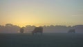Scottish highland cattle at sunrise Royalty Free Stock Photo
