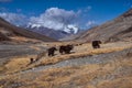 Yaks in Tajikistan