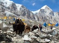 Yaks and tents in Everest base camp. Nepal himalayas Royalty Free Stock Photo