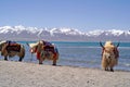 Yaks in Tibet Royalty Free Stock Photo