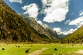 Yaks in the tibetan mountains of China