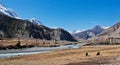 Yaks in valley in Himalaya Royalty Free Stock Photo