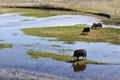 Yaks in the vast wetlands of Qinghai, China Royalty Free Stock Photo