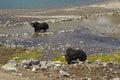 Yaks wading in Gokyo Lakes Royalty Free Stock Photo