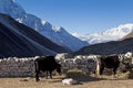 Yaks on the way to Everest Base Camp, beautiful sunny weather and spectacular views