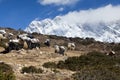 Yaks on the way to Everest Base Camp, beautiful sunny weather and spectacular views