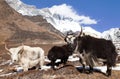 Yaks on the way to Everest base camp and mount Lhotse