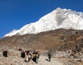 Yaks on the way to Everest base camp and mount Nuptse