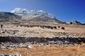 Yaks in Yumthang Valley