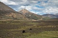 Yaks in Yunnan