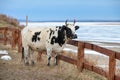 Yakut breed cow near river Lena, Republic Sakha Yakutia.