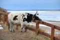 Yakut breed cow near river Lena, Republic Sakha Yakutia. Royalty Free Stock Photo