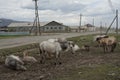 Yakut horses